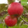 Clivia Bio-Äpfel 5kg