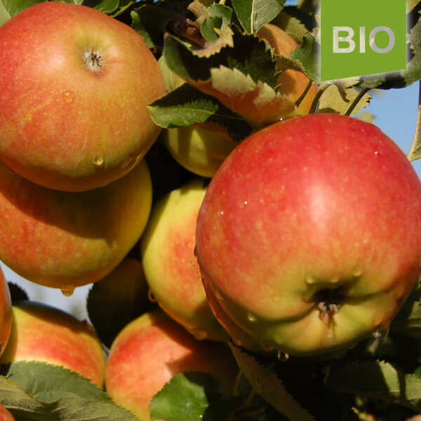 Jonagold, 1,49 Bio-Apfel der € Sorte