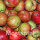 Mostäpfel, 13kg Bio-Gravensteiner-Saftäpfel