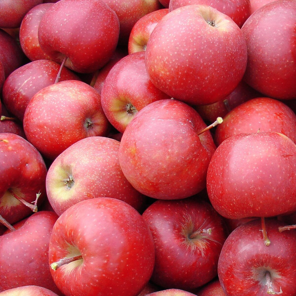 Rote Äpfel, Nikolaus- und Weihnachtsäpfel, 27,90 €