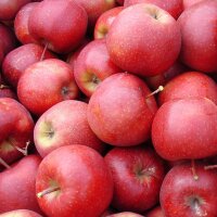 Rote Äpfel, Nikolaus- und Weihnachtsäpfel|truncate:60