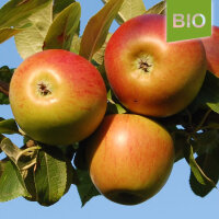 Bio-Apfel Geheimrat Breuhahn|truncate:60