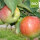 Jamba Bio-Äpfel 2.5kg-Kiste
