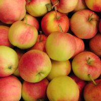 Galmac Äpfel 5kg|truncate:60