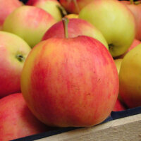Galmac Äpfel 5kg