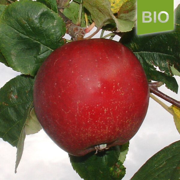 Bio-Apfel Bischofshut