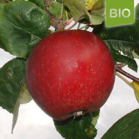 Bio-Apfel Bischofshut|truncate:60