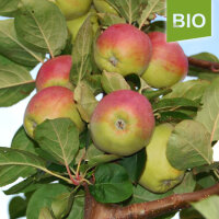 Bio-Apfel Bischofshut