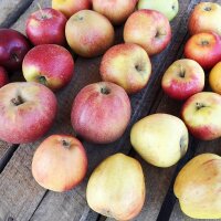 Apfel-Bio-Probierpaket Allergiker-Sorten 5kg
