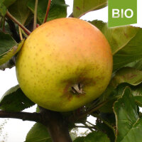 Bio-Apfel Fromms Goldrenette|truncate:60