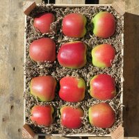 Delbarestivale Bio-Äpfel 2.5kg-Kiste
