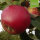 Bio-Apfel Rotfranche