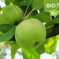 Bio-Apfel Weißer Winterkalvill