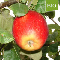 Bio-Apfel Angeliter Herren