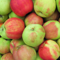 Gravensteiner-Äpfel, eine sehr alte Apfelsorte|truncate:60