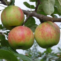 Gravensteiner-Äpfel, eine sehr alte Apfelsorte