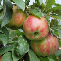 Gravensteiner-Äpfel, eine sehr alte Apfelsorte 5kg
