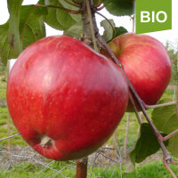 Schöner von Herrnhut Bio-Äpfel 5kg