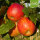 Schöner von Herrnhut Bio-Äpfel 5kg