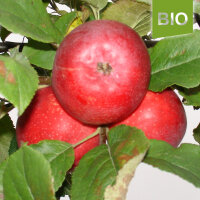 Roter Astrachan Bio-Apfel 4kg|truncate:60