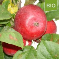 Roter Astrachan Bio-Apfel 4kg