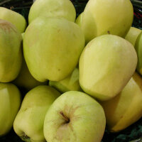 Bio-Glockenäpfel - Alte Apfelsorte 5kg