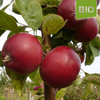Roter Trierer Bio-Äpfel 5kg