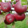 Roter Trierer Bio-Äpfel 5kg