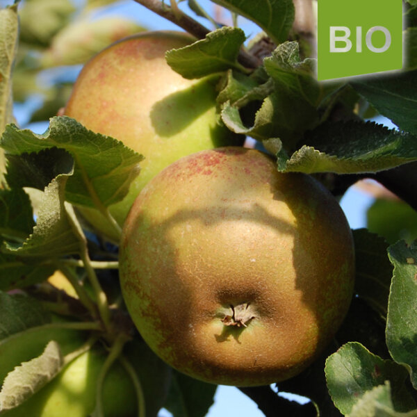Bio-Apfel Gelber Münsterländer Borsdorfer