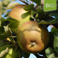 Bio-Apfel Gelber Münsterländer Borsdorfer|truncate:60