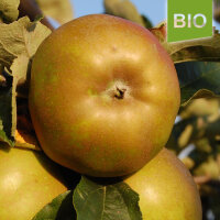 Bio-Apfel Graue Französische Renette