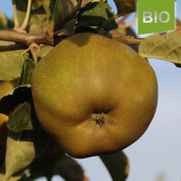 Bio-Apfel Graue Französische Renette