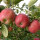Apfelsaft Gravensteiner naturtr. 5 ltr