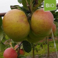 Stina Lohmann Bio-Äpfel 5kg