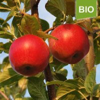 Apfelbaum-Patenschaft BIO / Santana / 2024+2025 / Premium Verlängerung je 20kg
