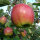 Gravensteiner Bio-Äpfel 3kg-Kiste