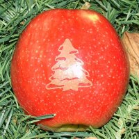 Tannenbaum-Apfel Laser - passend zur Weihnachtszeit