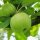 Weißer Winterkalvill Bio-Äpfel 5kg