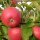 Kanzi (Nicoter) Äpfel 6kg