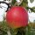 Kanzi (Nicoter) Äpfel 6kg