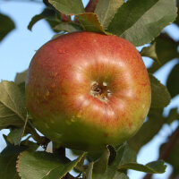 Bio-Apfel Hilde