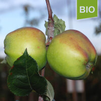 Bio-Apfel Luxemburger Renette
