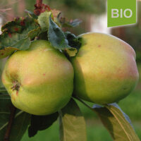 Bio-Apfel Luxemburger Renette