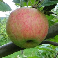 Bio-Apfel Holländischer Prinz|truncate:60